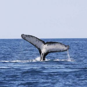 Фото Мадагаскара 6 Фото Мадагаскара 6